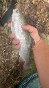 Rainbow Trout