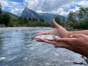 Brown Trout