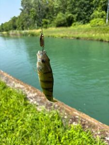 European Perch