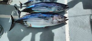Pacific Bonito