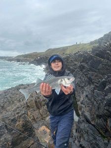 European Bass (Seabass)