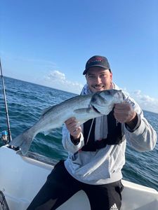 European Bass (Seabass)
