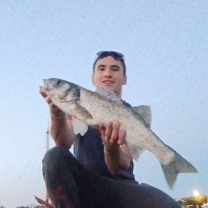 European Bass (Seabass)