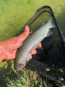 Rainbow Trout