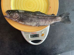 Rainbow Trout