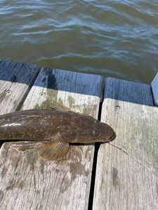 Platycephalus