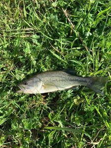 Smallmouth Bass