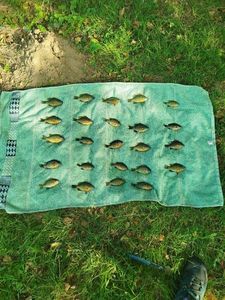 Green Sunfish