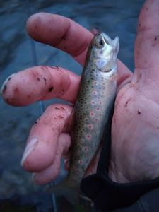 Brown Trout
