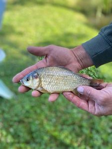 Crucian Carp