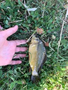 Mirror Carp