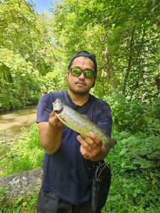 Brown Trout