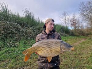 Common Carp