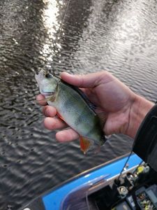 European Perch