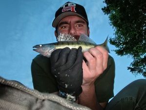 Zander