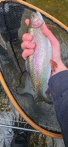 Rainbow Trout