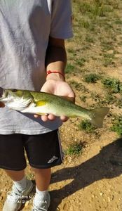 Smallmouth Bass