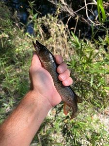 Chain Pickerel