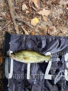 Largemouth Bass