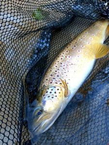 Brown Trout