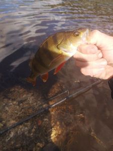 European Perch