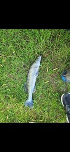 Zander
