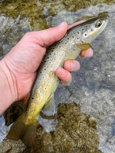 Brown Trout