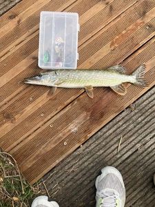 Northern Pike
