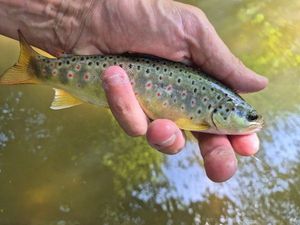 Brown Trout