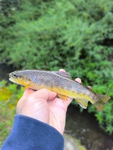 Brown Trout