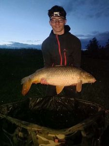 Common Carp