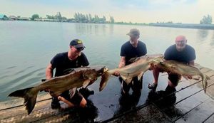 Mekong Giant Catfish