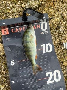 European Perch