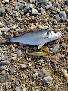 European Bass (Seabass)