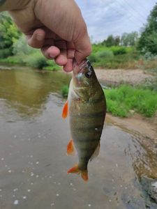 European Perch