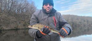 Zander