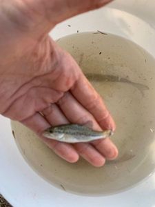 Largemouth Bass
