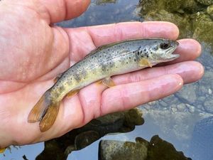 Brown Trout