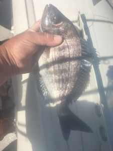 Black Seabream