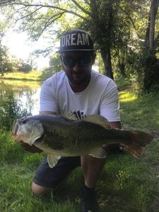 Largemouth Bass