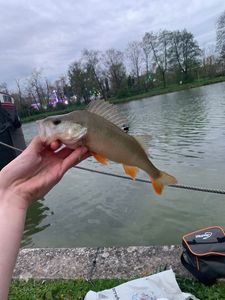 European Perch