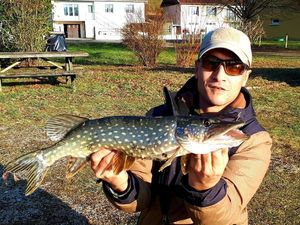 Northern Pike