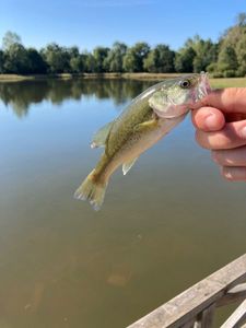 Largemouth Bass
