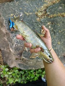 Brown Trout