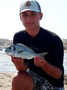 Gilthead Seabream