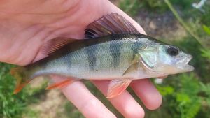 European Perch