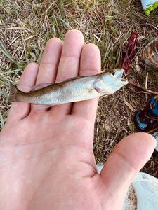 Zander