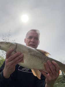 Barbel