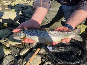 Brown Trout