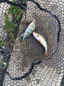 European Perch